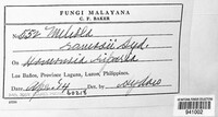 Meliola ramosii image